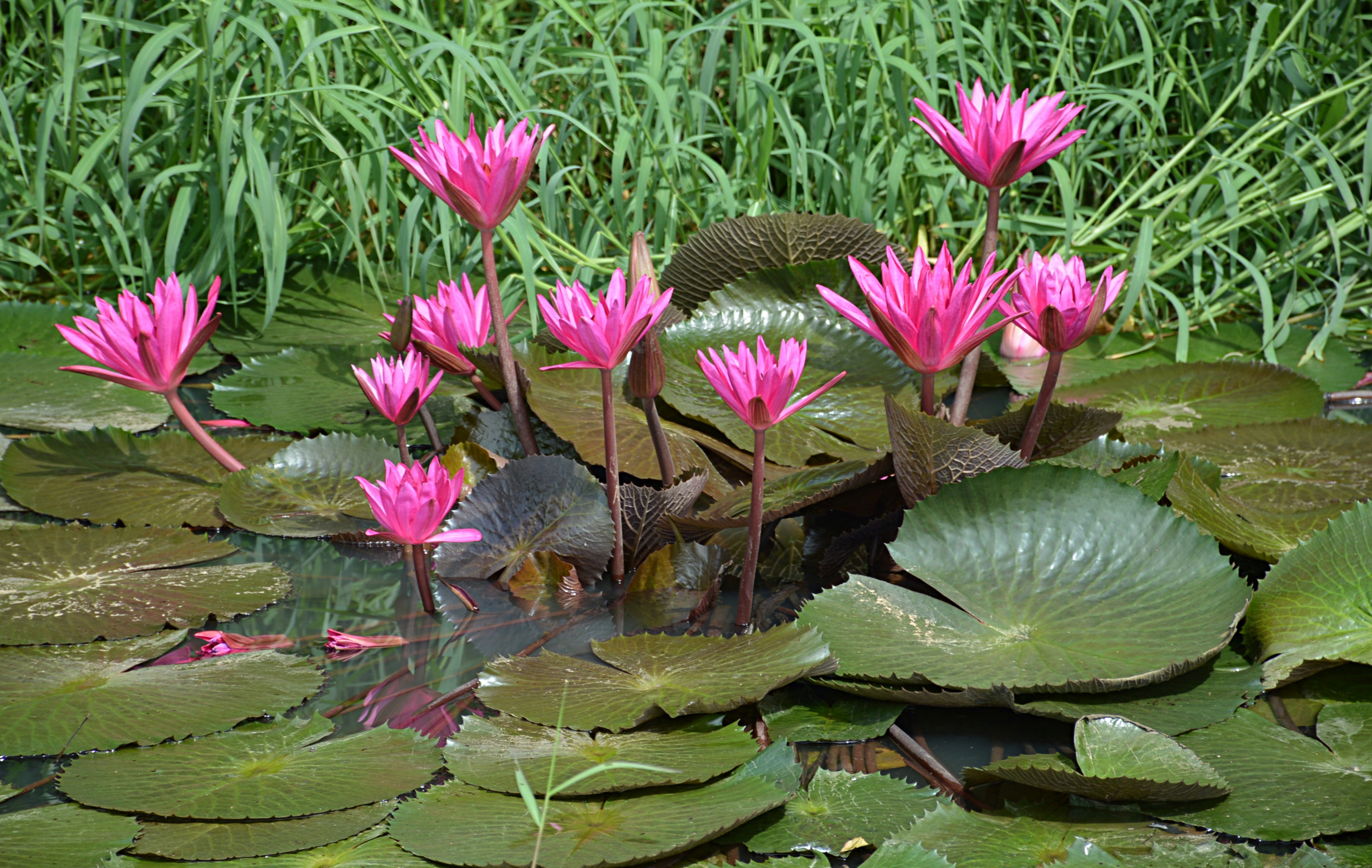 Wallpapers nature pond water lily on the desktop