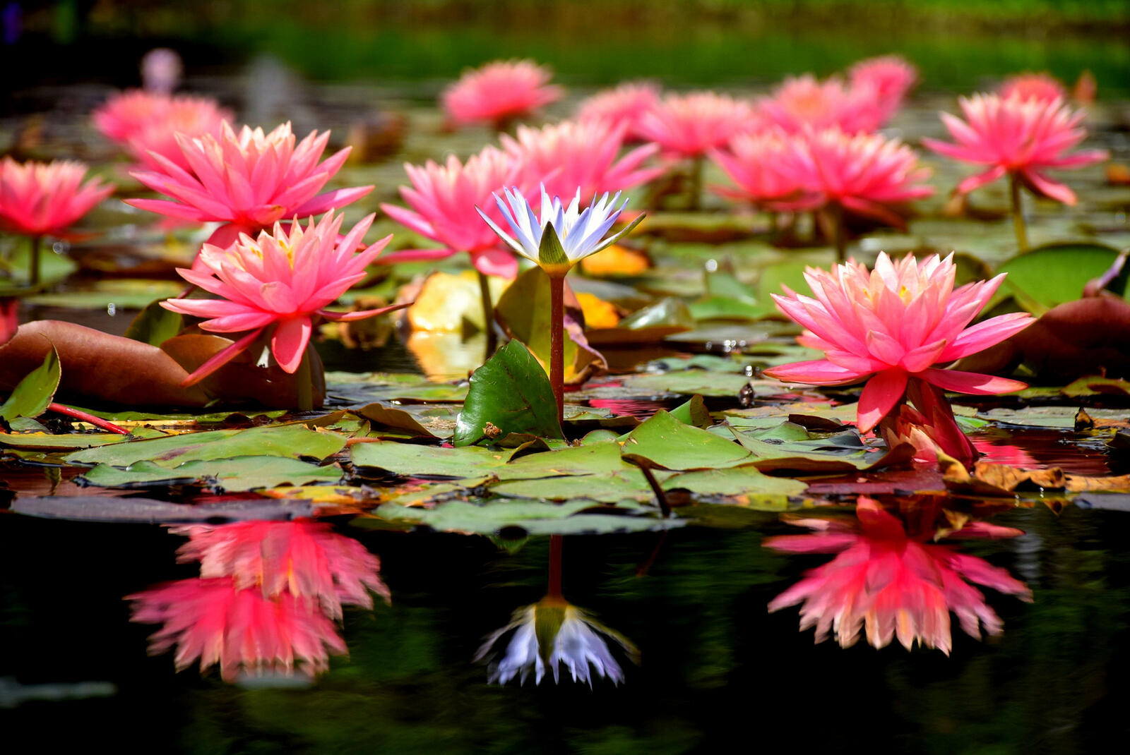 Обои цветы водоём водяная лилия на рабочий стол