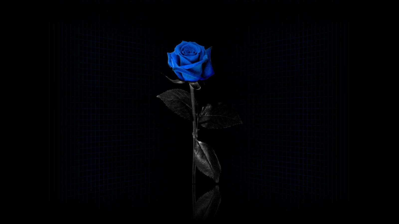 桌面上的壁纸蓝花 蓝玫瑰 鲜花