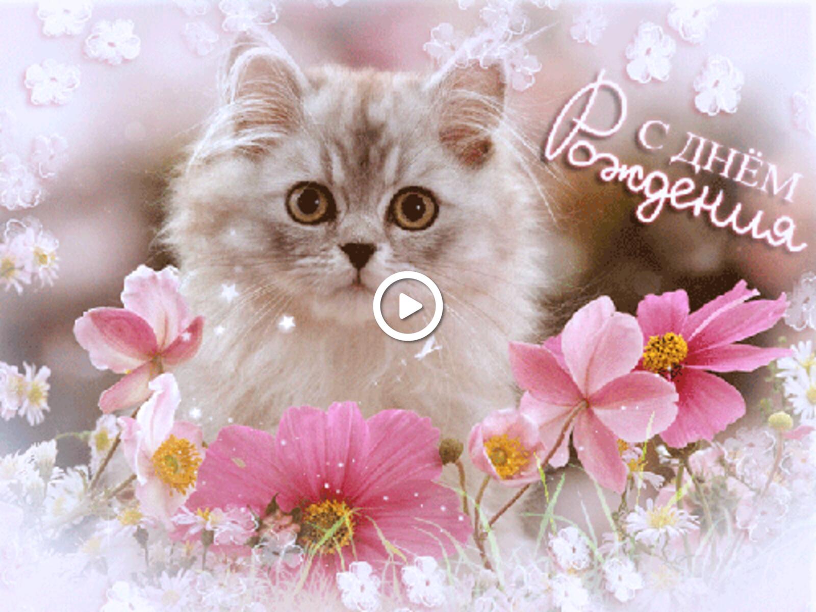 Открытка на тему с днём рождения кошка цветы бесплатно