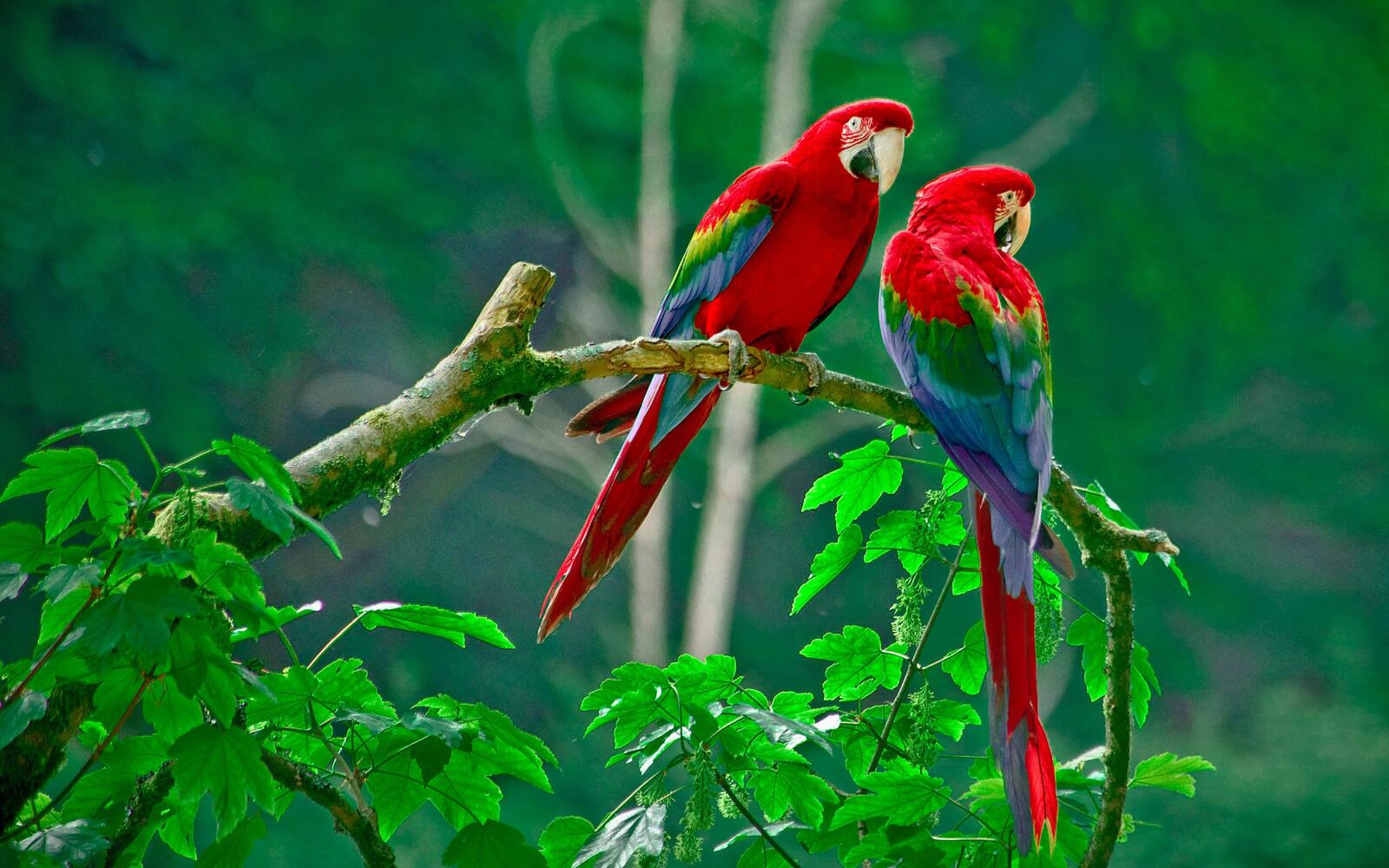 Wallpapers parrot Macaw branch on the desktop