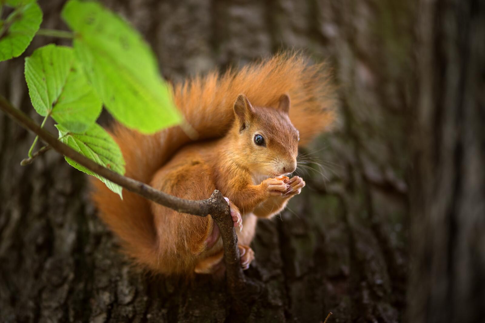 Wallpapers squirrel on a branch redhead on the desktop