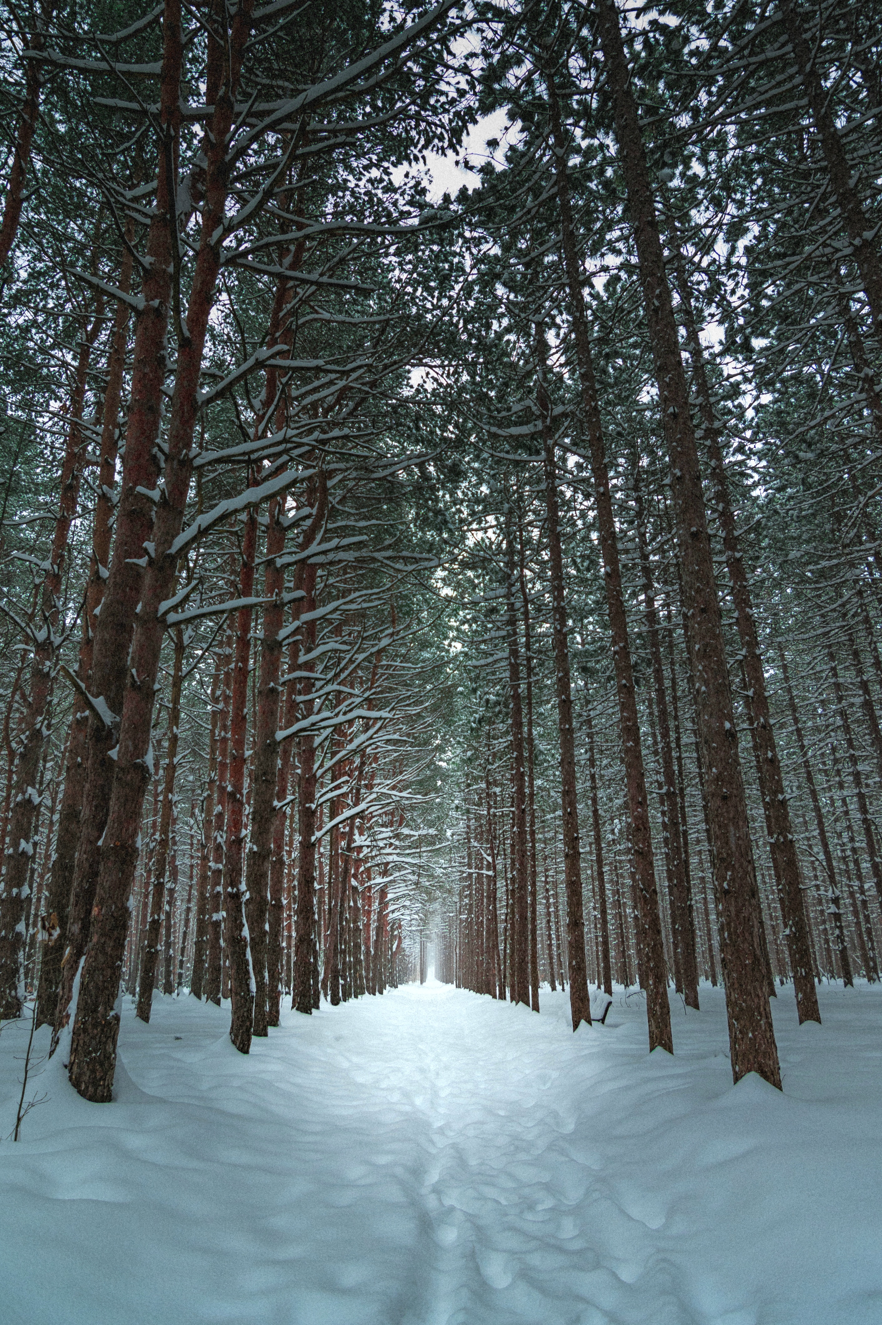 免费照片冬季森林中的小径