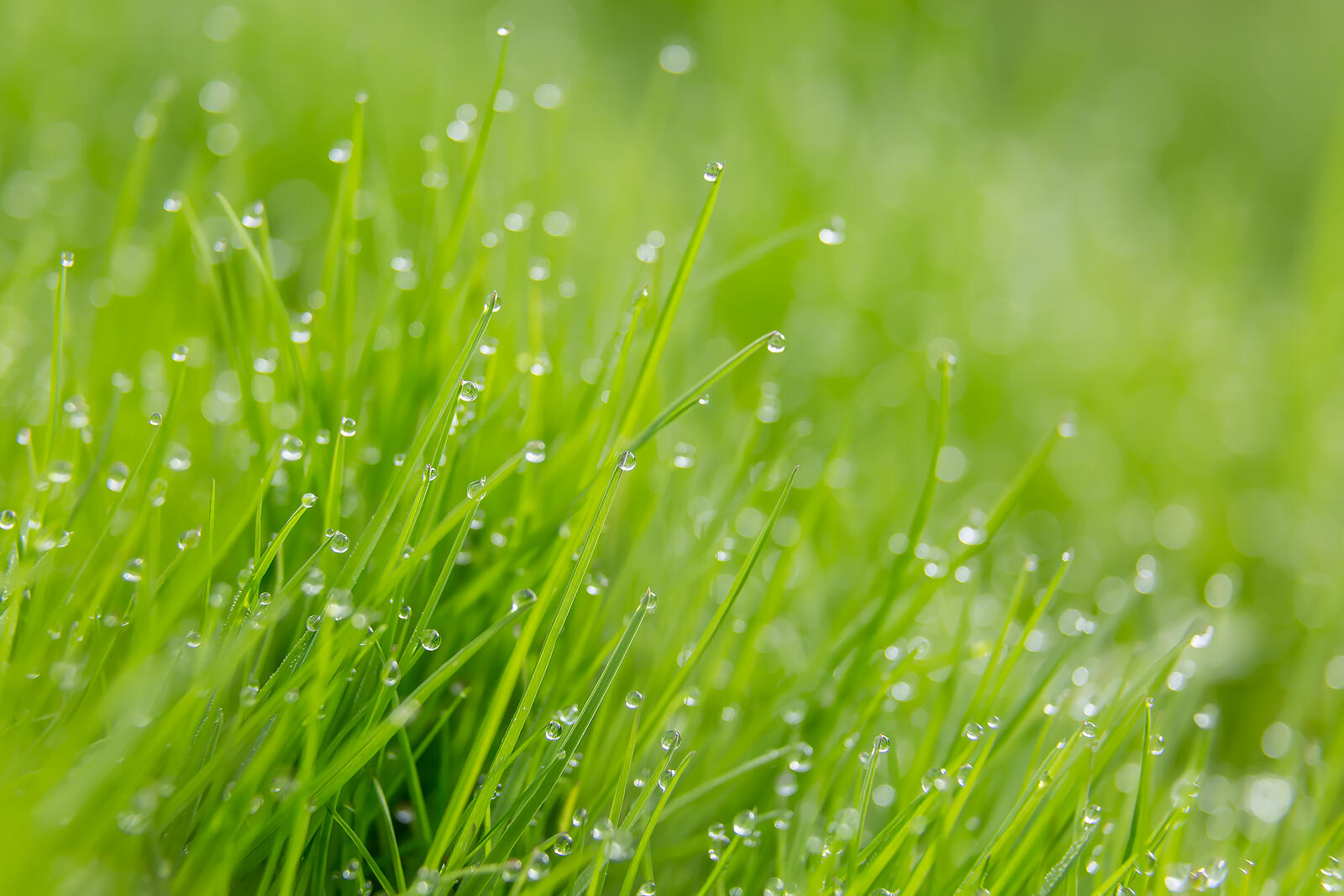 Бесплатное фото Утренняя роса на траве