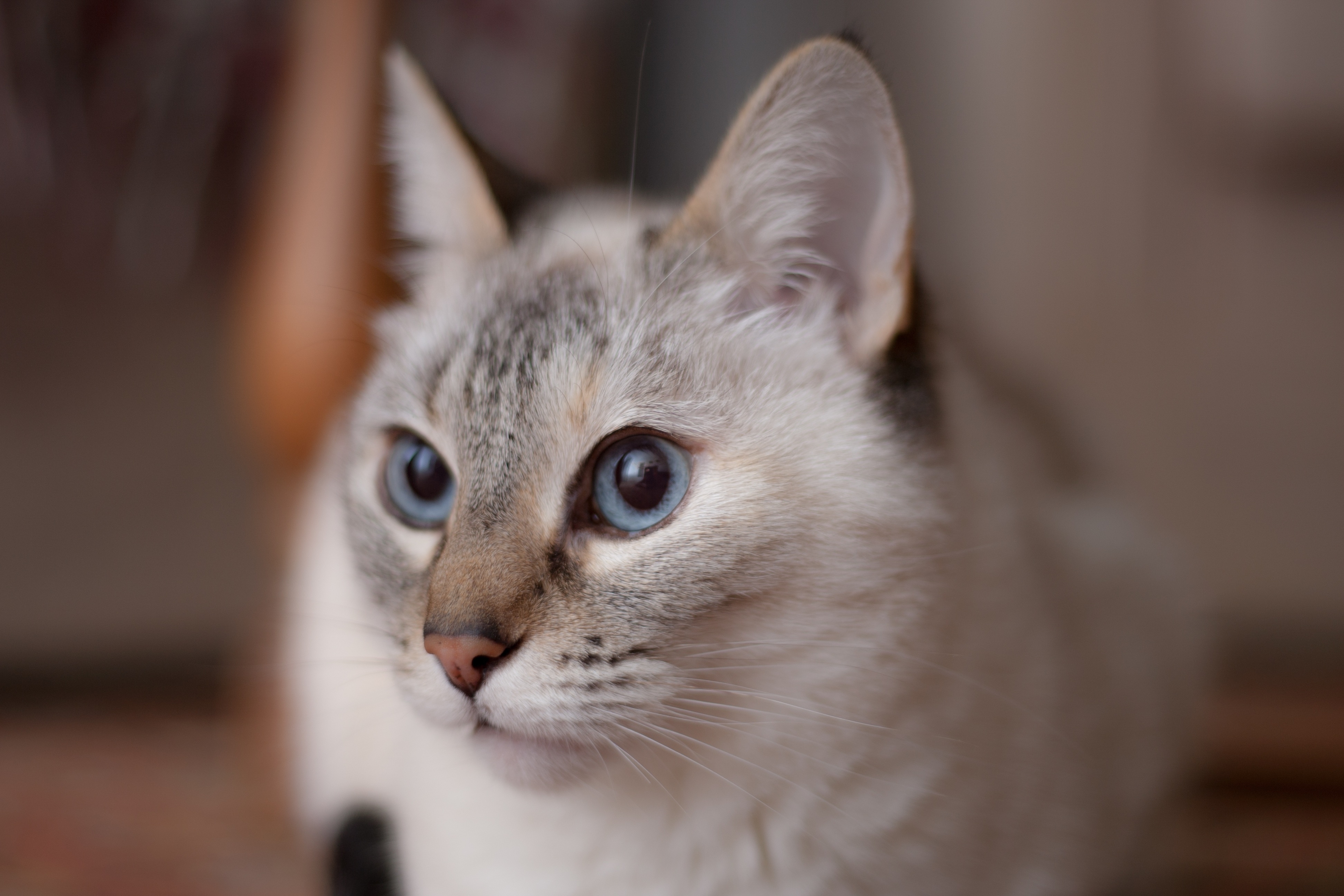Фото бесплатно белая кошка, голубые глаза, домашняя кошка
