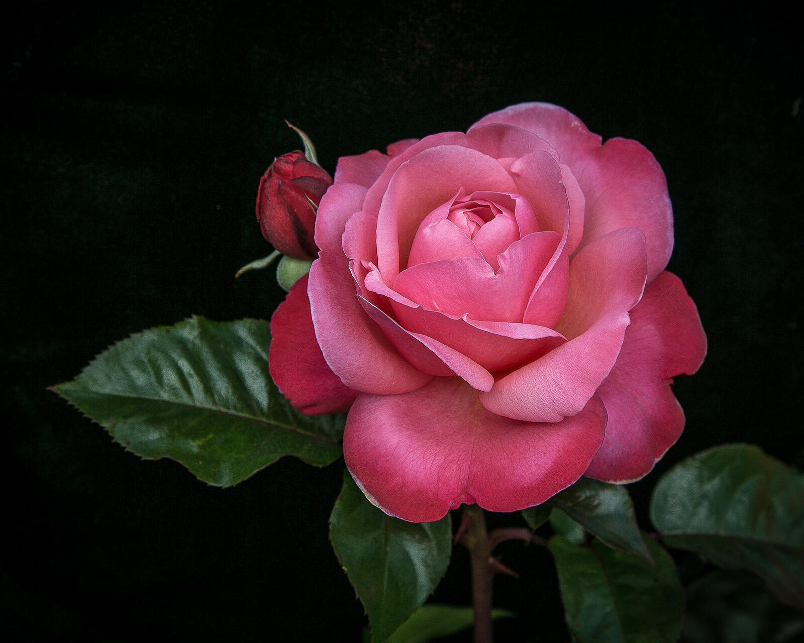 Обои розовая роза флора розы на рабочий стол