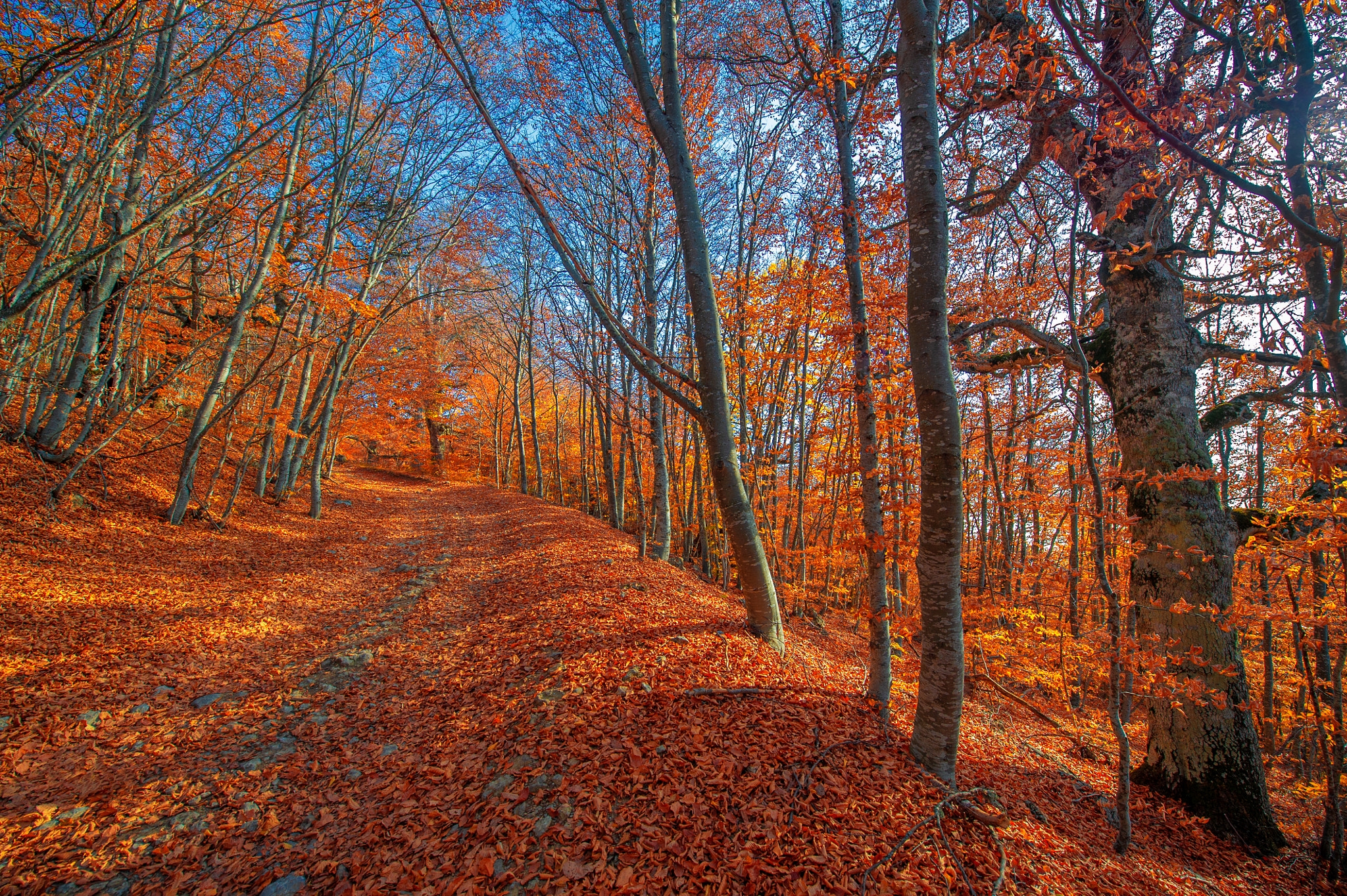 Самые красивые фото осень, лес, парк