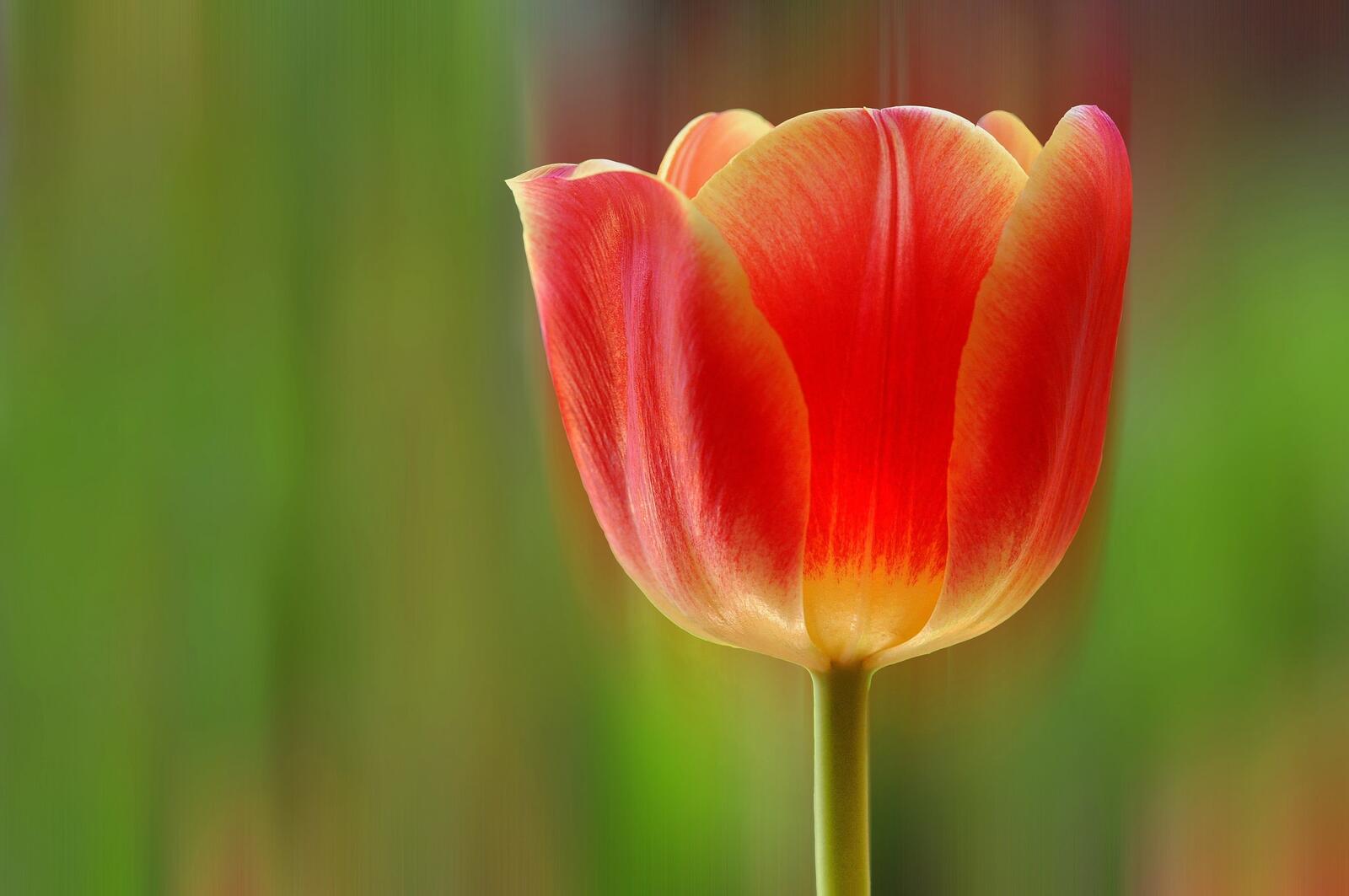 Free photo Red Tulip