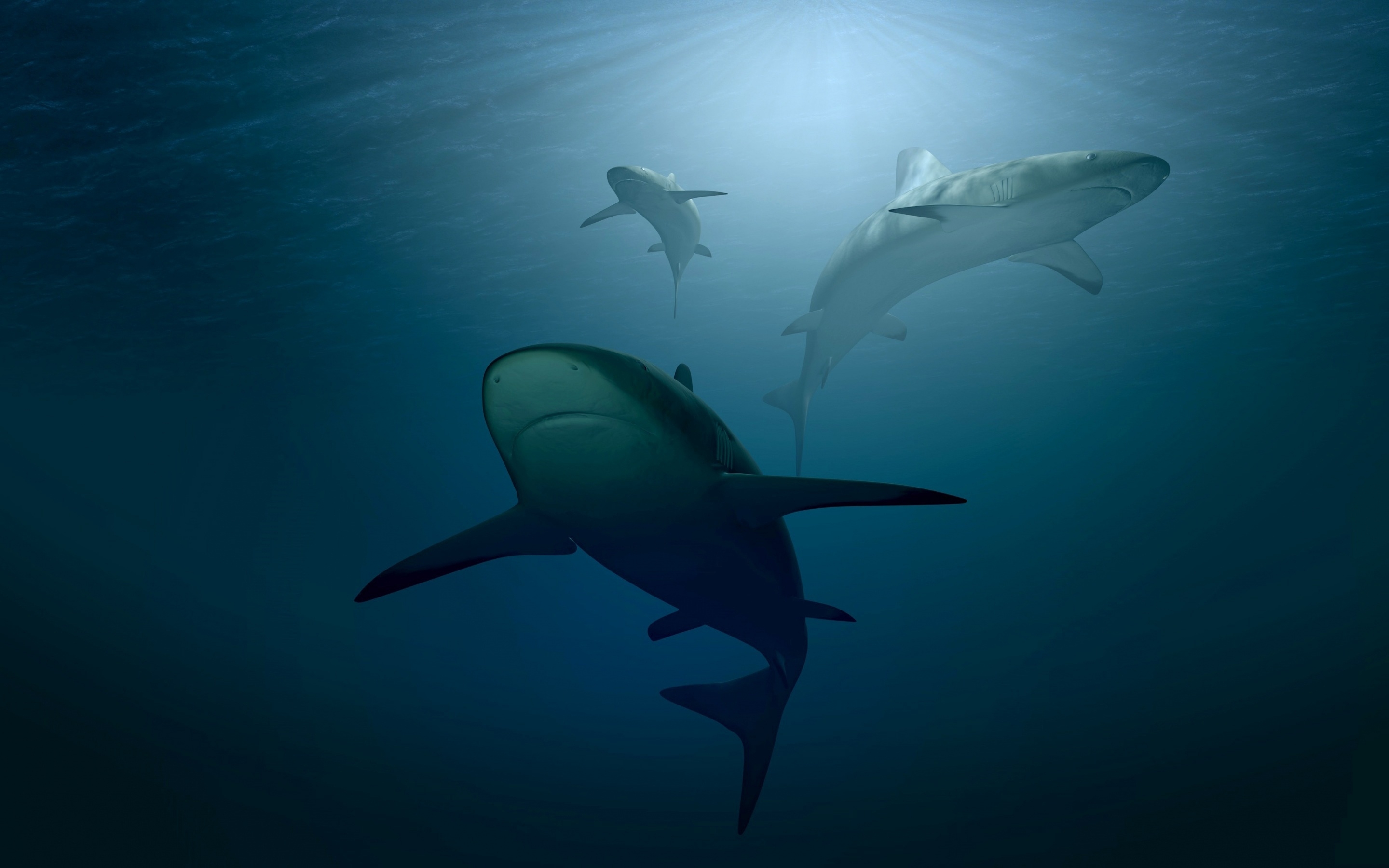 Wallpapers shark predator underwater on the desktop