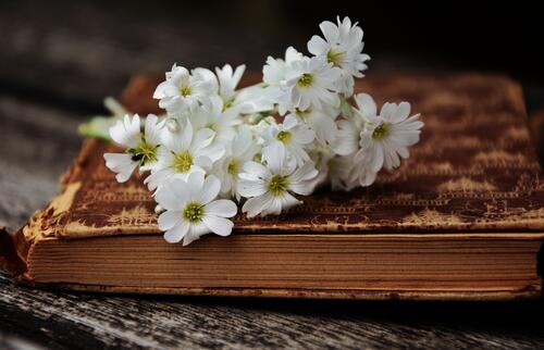 White flowers on a vintage book