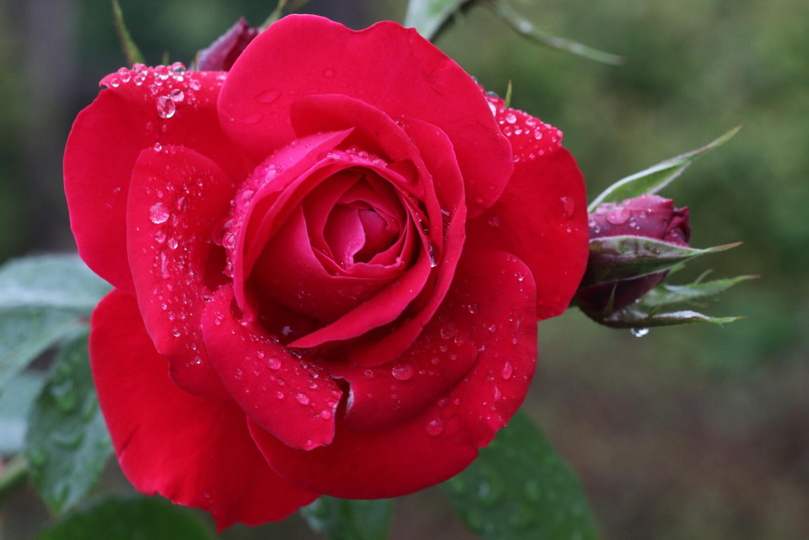 Бесплатное фото Шикарные розы