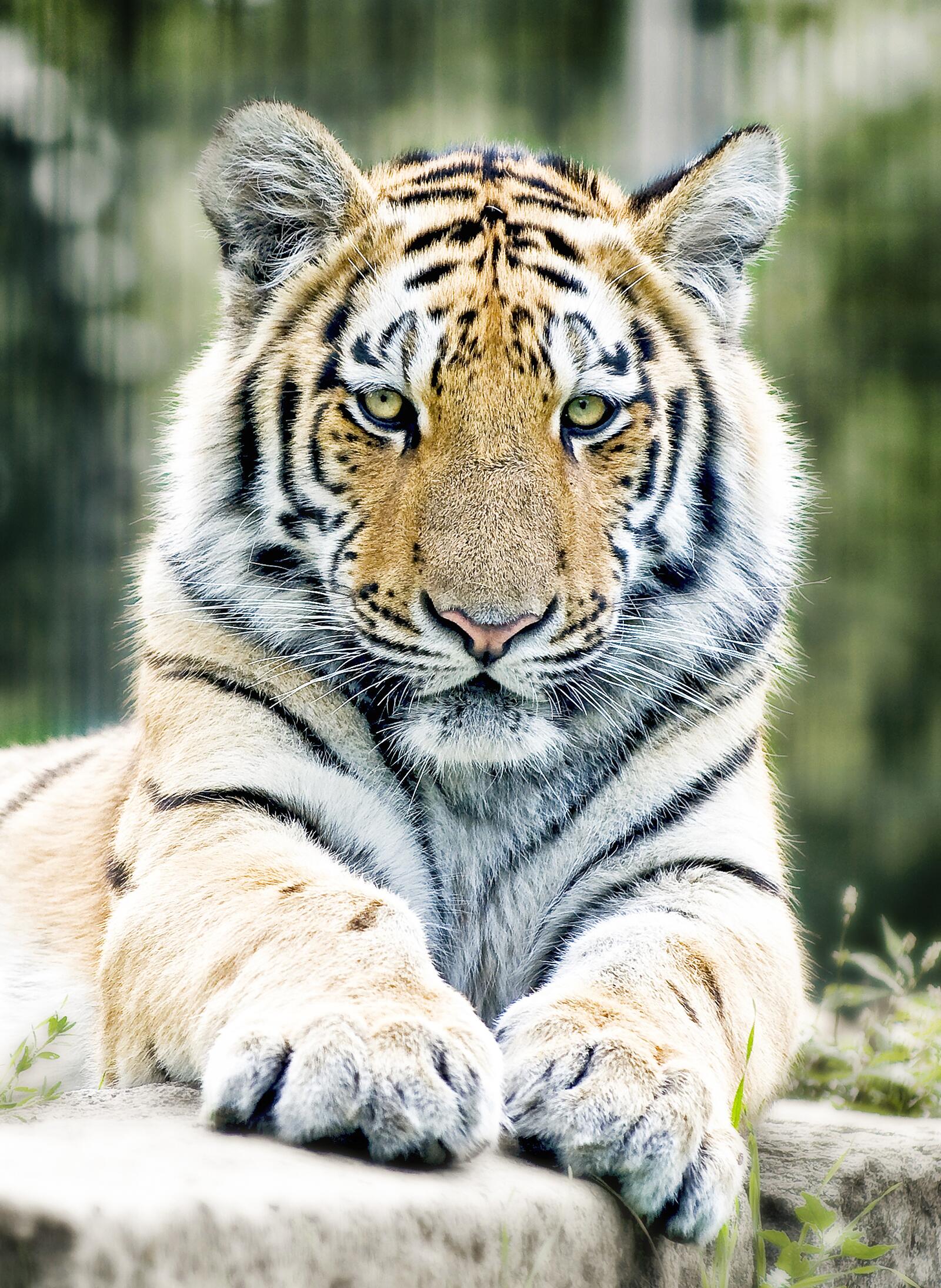Бесплатное фото Сибирский тигр на портретной картинке