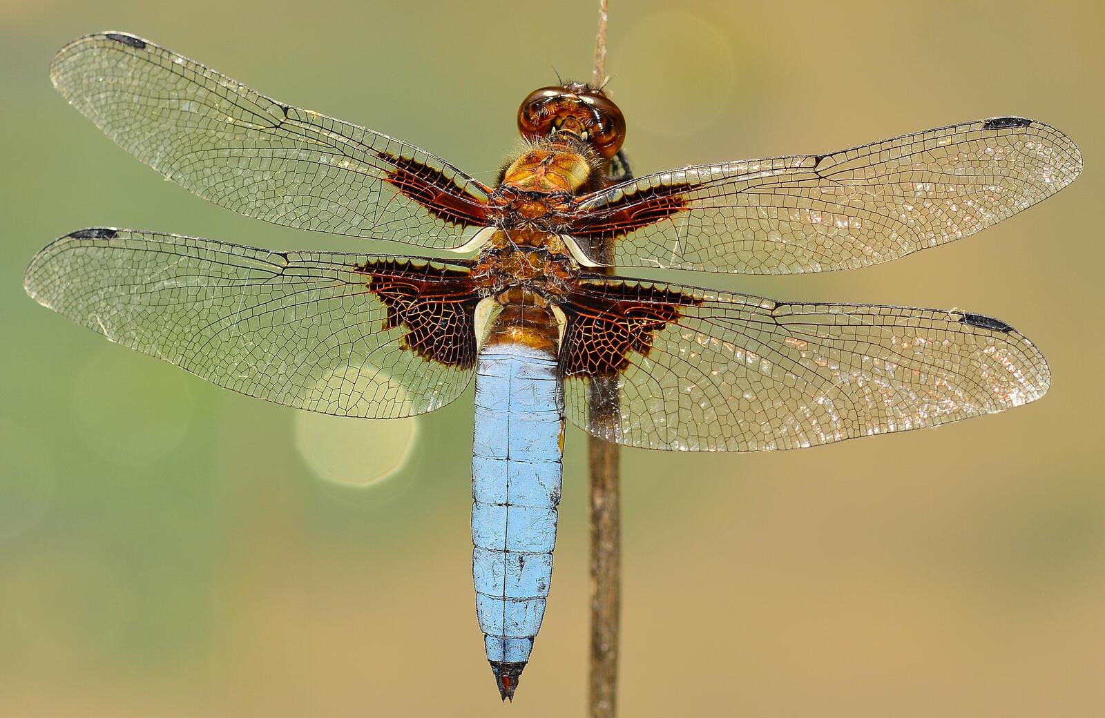 Wallpapers arthropod dragonflies and damseflies lycaenid on the desktop