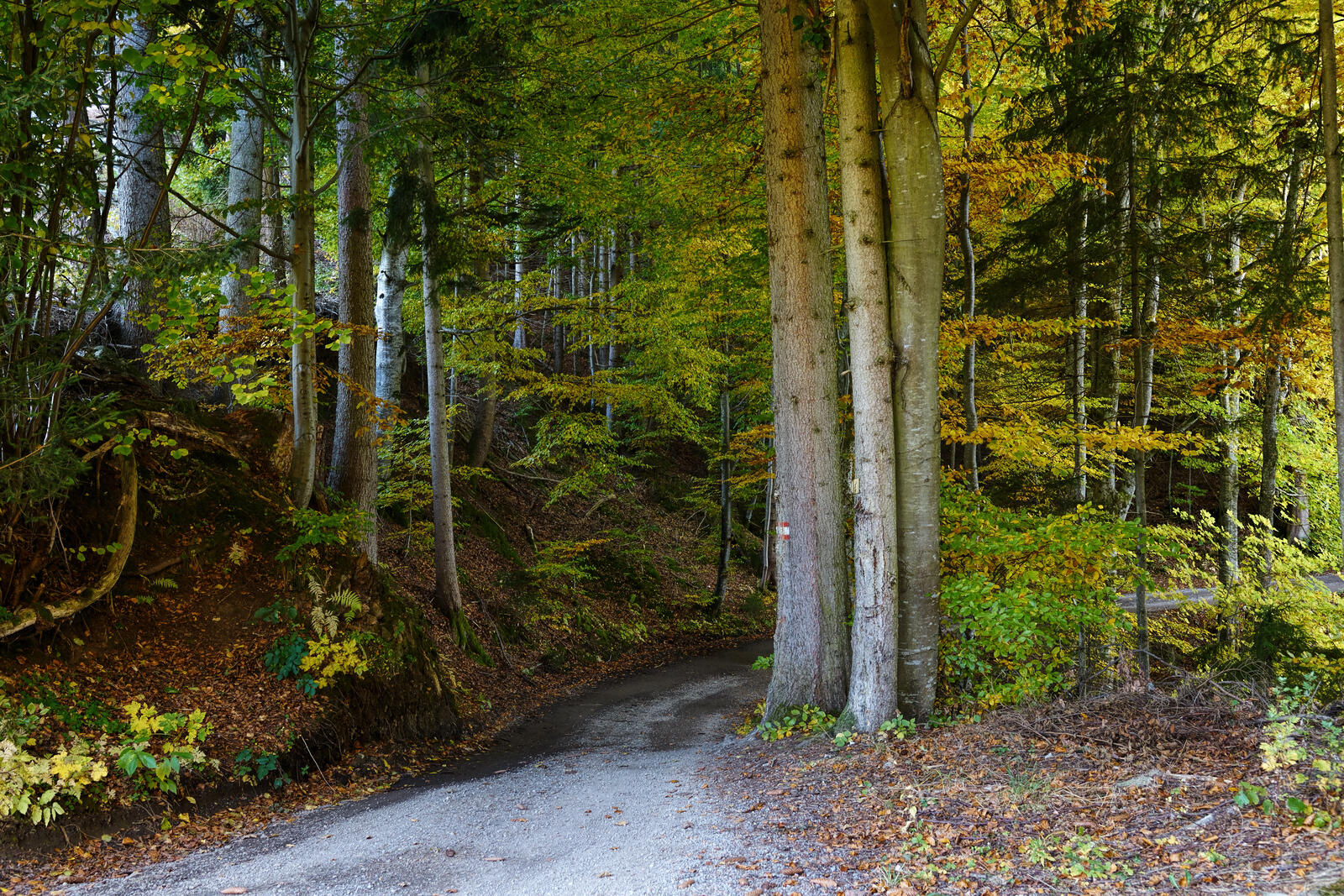 Wallpapers coniferous forest road road through the forest on the desktop