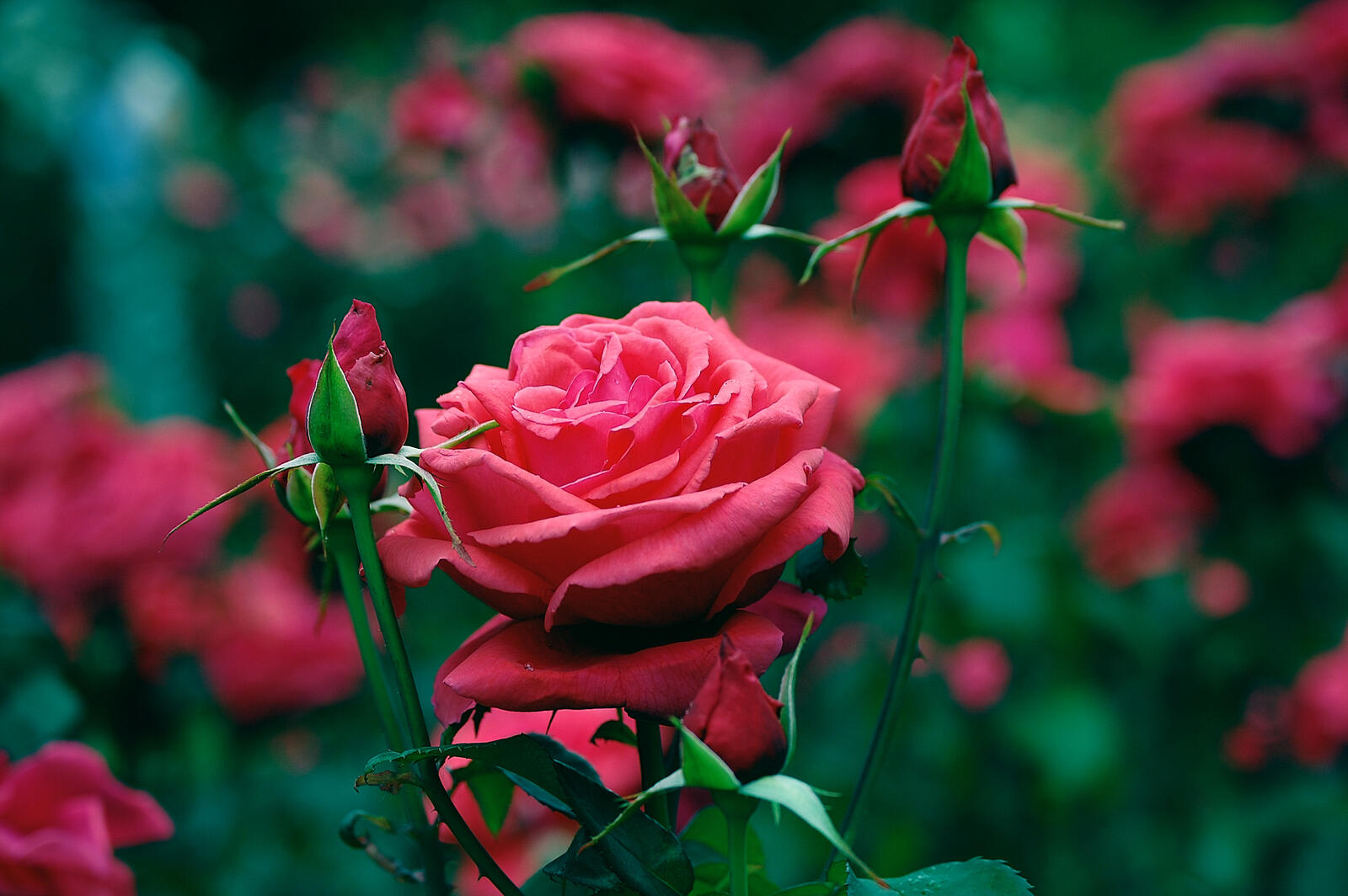 Обои розовые розы цветы зеленые листья на рабочий стол