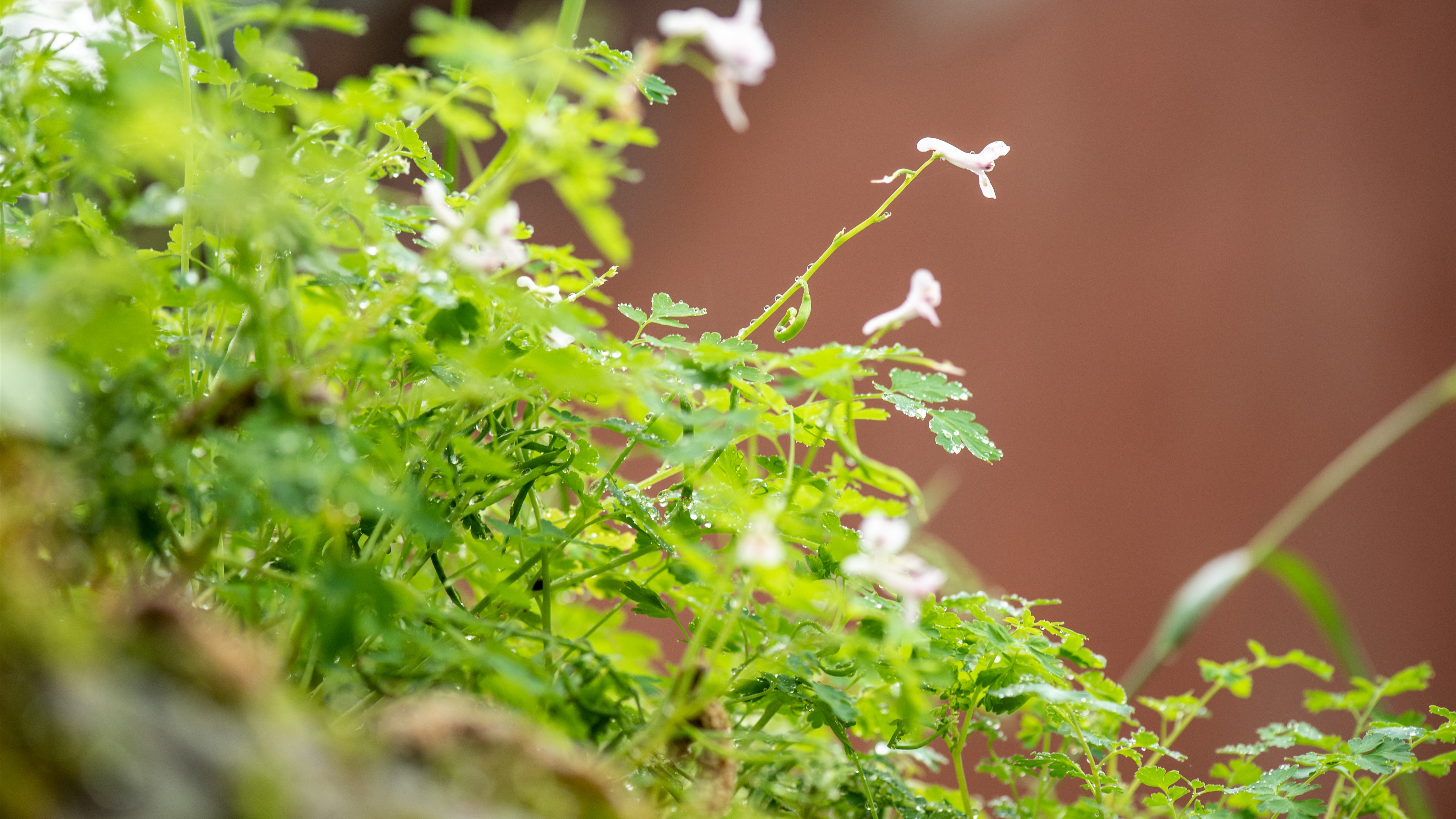 Фото бесплатно размытый фон, обои зеленые влажные растения, макро