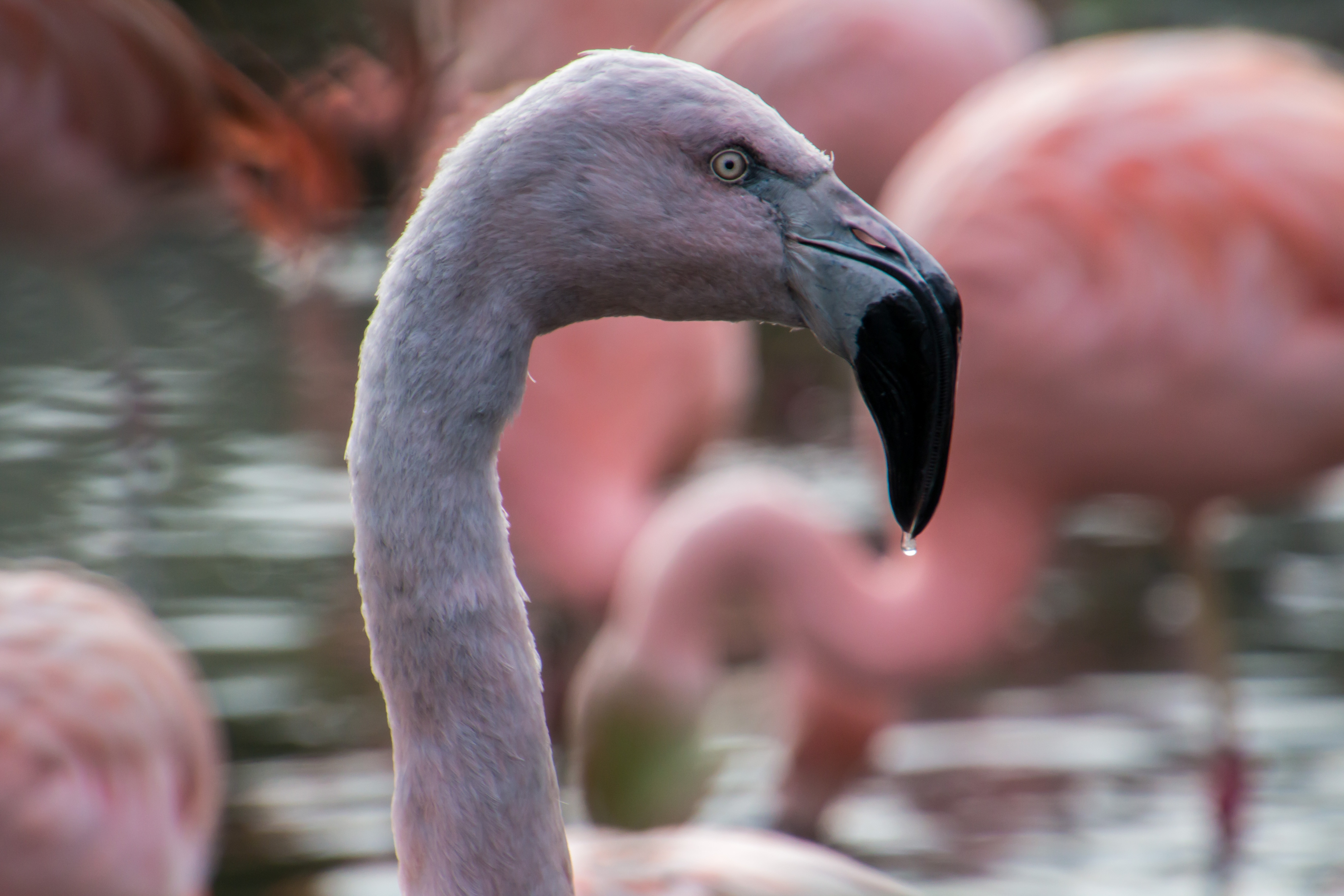 Обои фламинго вид в профиль клюв - бесплатные картинки на Fonwall