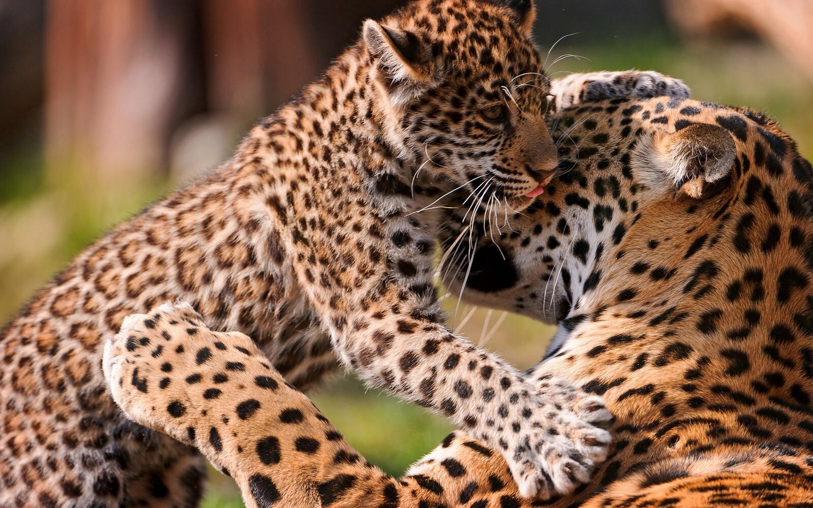 Wallpapers leopards couple child on the desktop