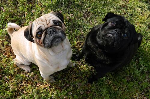 Two pugs looking at their owner