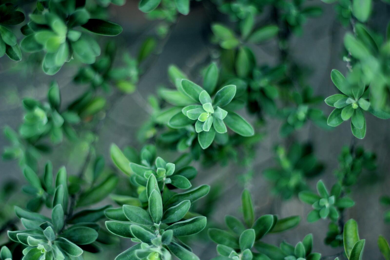 Бесплатное фото Листья зеленого растения