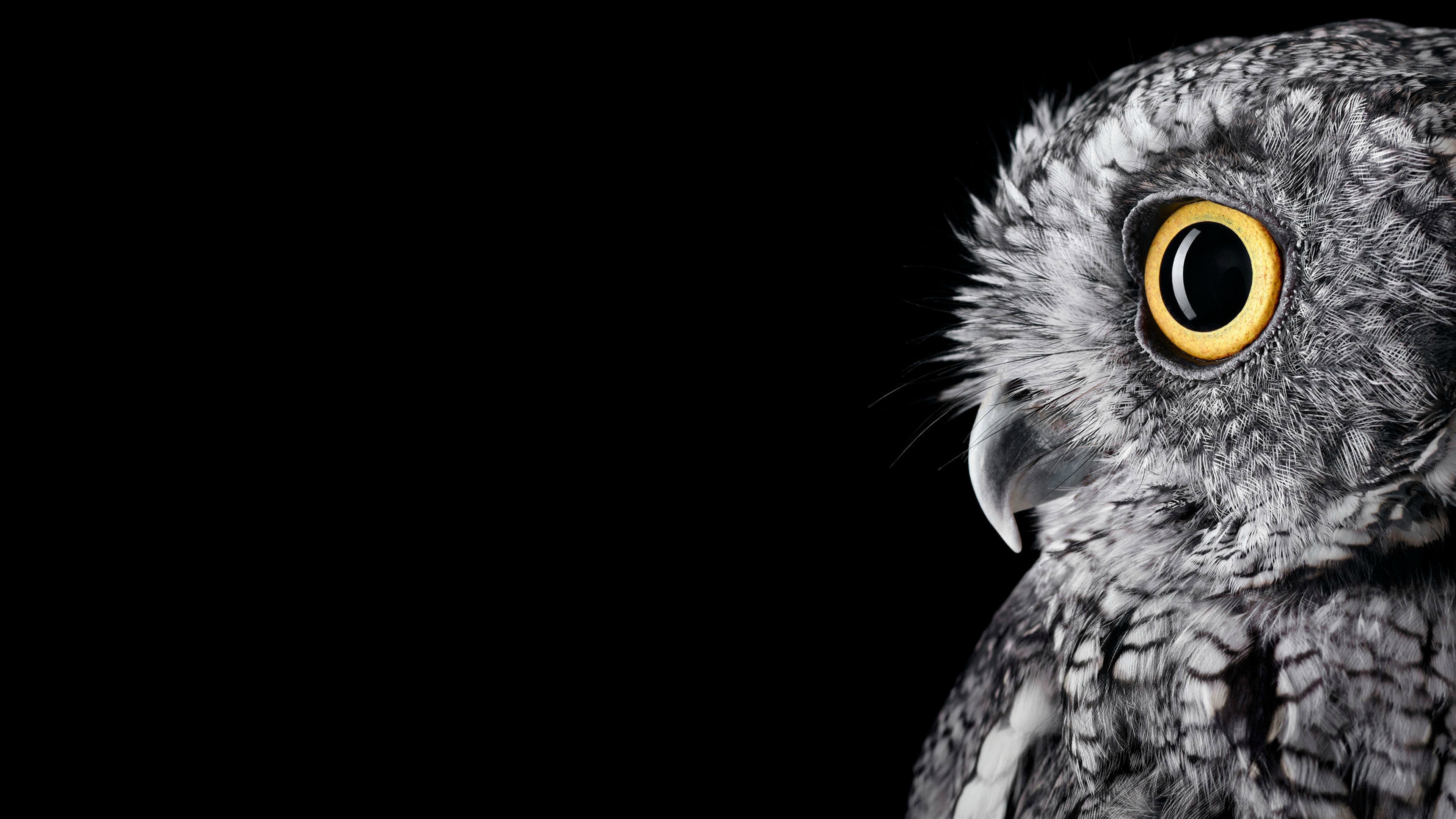The owl in the monochrome photo is looking away on a black background