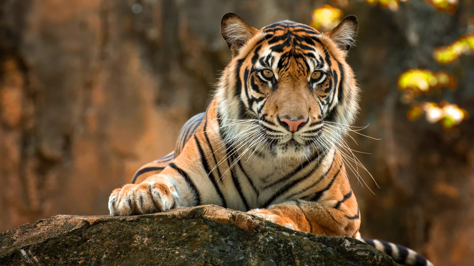 Wallpapers tiger animals lies on the desktop