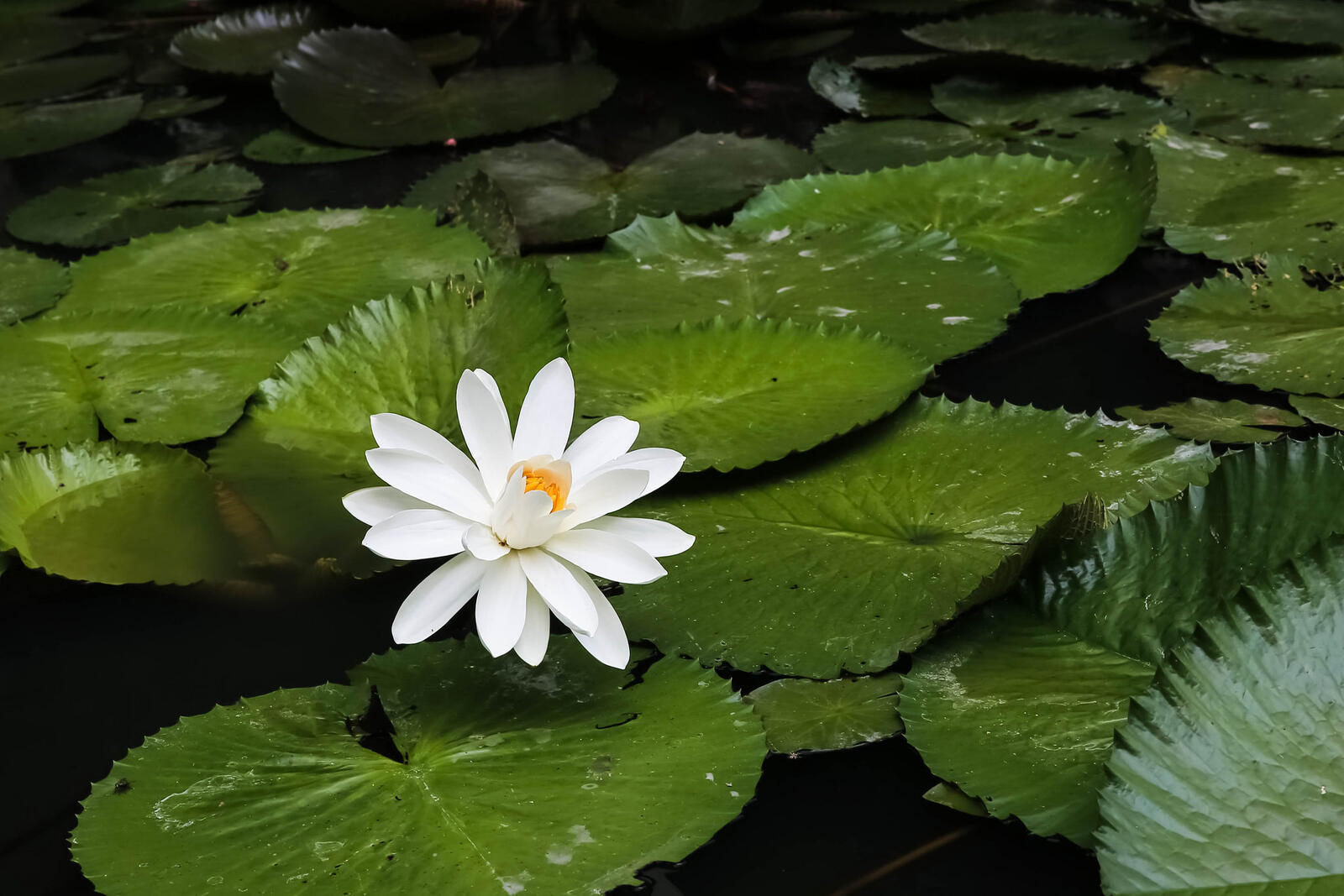 Wallpapers water lilies white flower water lily on the desktop